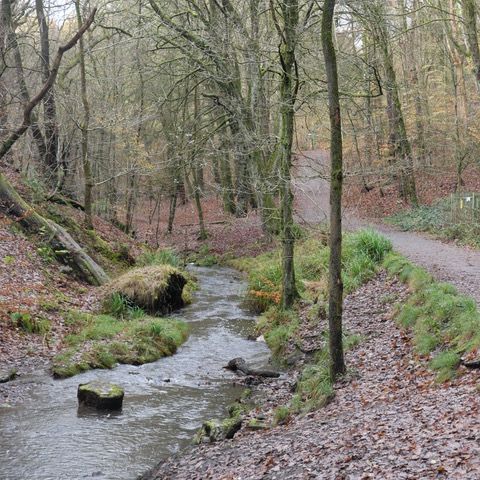 Path throuPath i woods and by stream